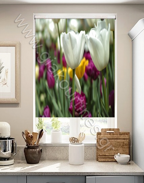 rolerskiasismesxedia2-min